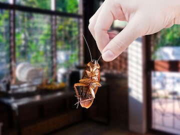 कॉकरोच गायब झाले तर? फरक पडणार नाही असा विचार करत असाल तर खूप मोठी चुक करताय कॉकरोच गायब झाले तर? फरक पडणार नाही असा विचार करत असाल तर खूप मोठी चुक करताय