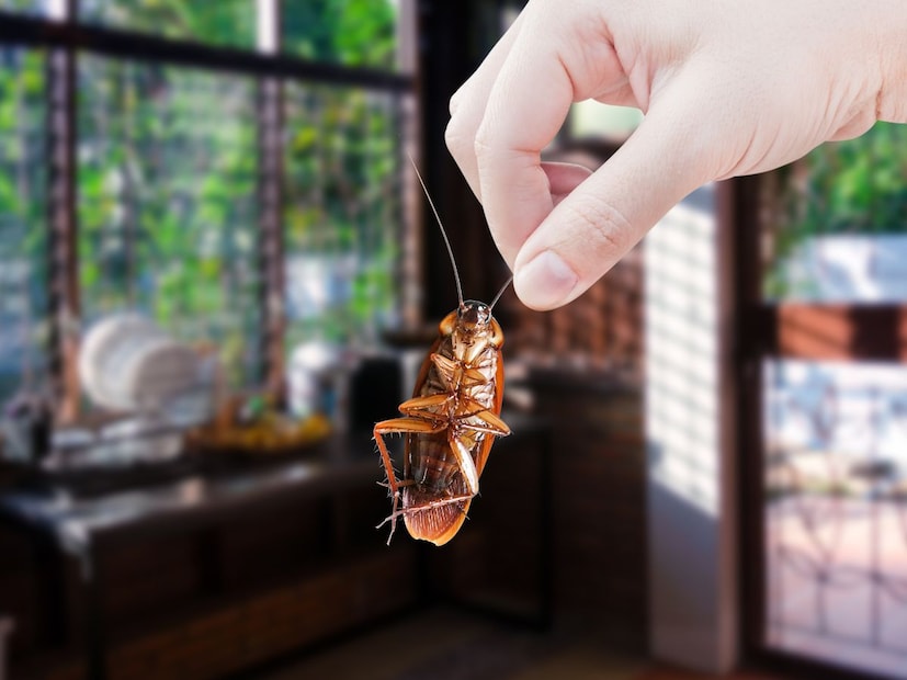 2. सायबेरियातील काही अति-थंड भाग (Siberia)सायबेरियातील ओयम्याकोन आणि वर्कहोयांस्क सारख्या प्रदेशात हिवाळ्यात तापमान -60°C ते -70°C पर्यंत खाली जाते. या भागात कॉकरोच आढळत नाहीत.