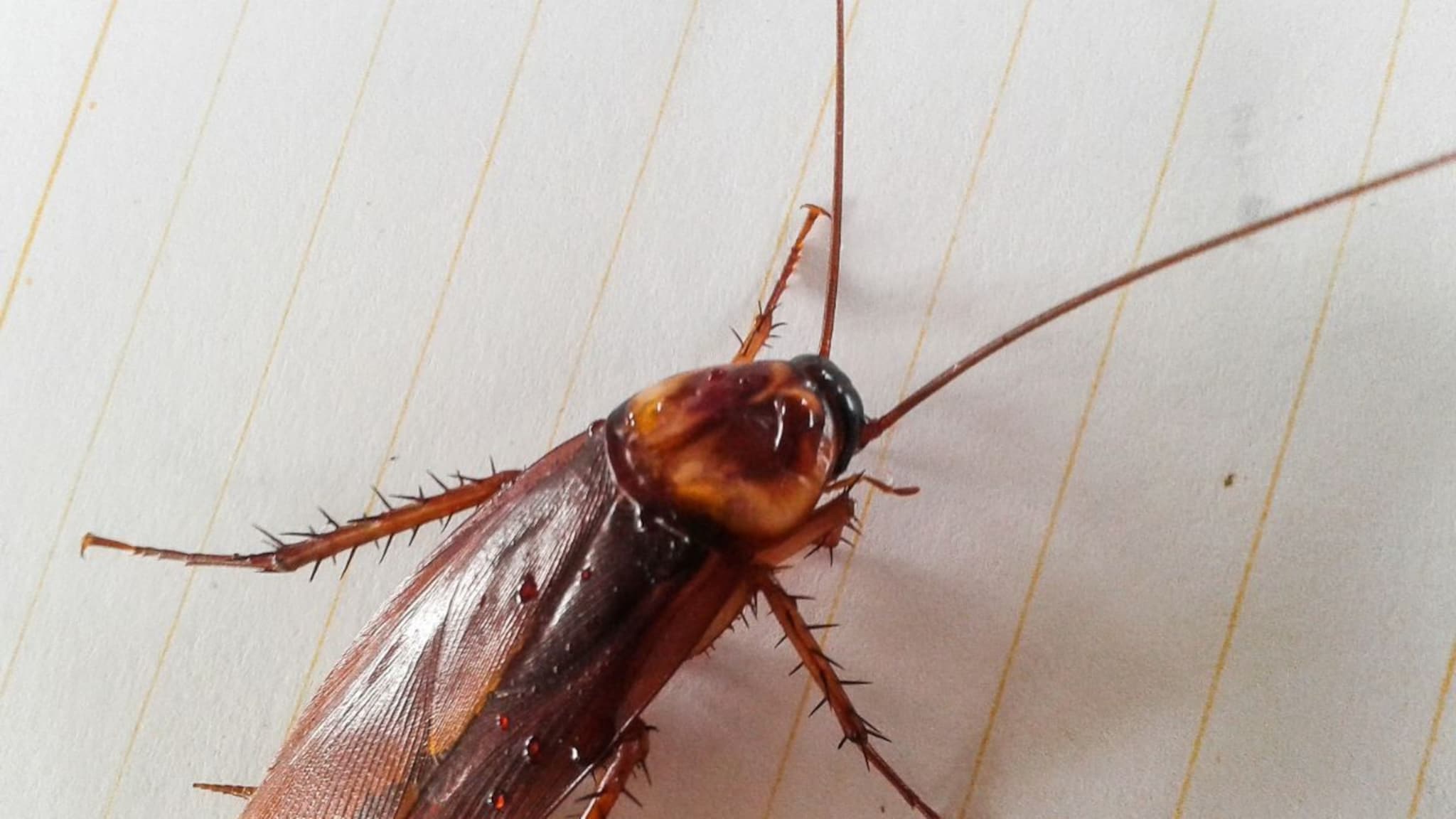 पृथ्वीवर अशी कोणती जागा आहे जिथे झुरळ नाहीत? अगदी कुठेही आढळणारे कॉकरोच स्वत:ला जिवंत ठेवण्यात कुठे ठरले फेल