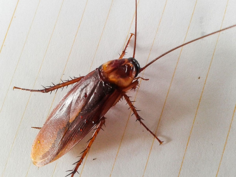 5. ग्रीनलँडचा आतील बर्फाळ भाग (Greenland)बाहेरील तापमान आणि बर्फाच्या जाड थरांमुळे कॉकरोच ग्रीनलँडच्या आतील भागात पोहोचू शकलेले नाहीत. किनारी शहरांमधील काही घरांमध्ये ते क्वचित मिळू शकतात, परंतु आतील 99% भागात ते अजिबात आढळत नाहीत. काही आर्कटिक बेटांवर जिथे 10 महिने बर्फ जमा असतो, तिथेही कॉकरोच पोहोचणे जवळजवळ अशक्य आहे.