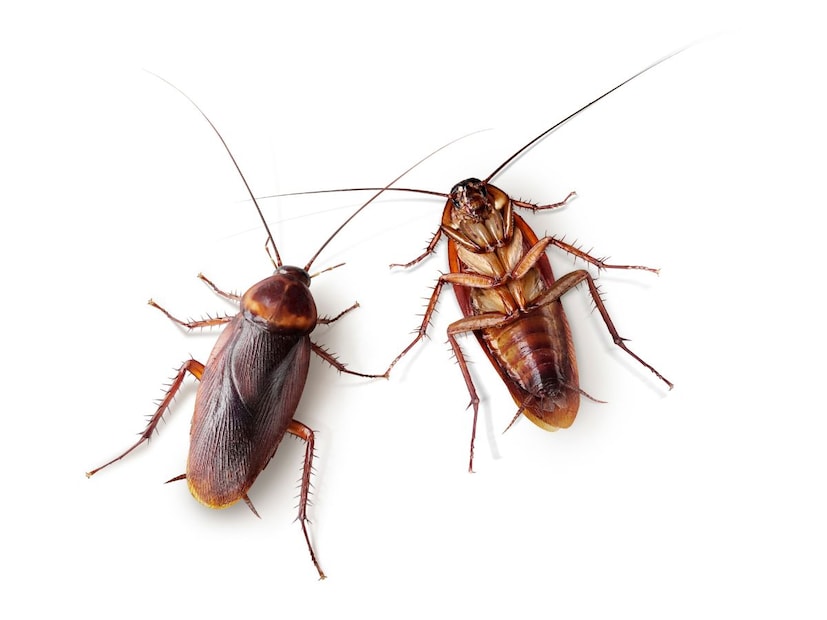 कॉकरोच शेतांच्या आसपास सडलेलं गवत, पाने, जैविक कचरा तोडून जमिनीत मिसळतात. ते नाहीसे झाले तर जैविक कचरा विघटित होण्याचा वेग घटेल, जमिनीत नायट्रोजन कमी होईल, शेतकऱ्यांना रासायनिक खतं जास्त टाकावी लागतील, जास्त खतांमुळे पाणी आणि मातीचं प्रदूषण वाढेल म्हणजेच कॉकरोच हे शेतीची उत्पादनक्षमता वाढवण्यामागचे लपलेले मदतनीस आहेत.