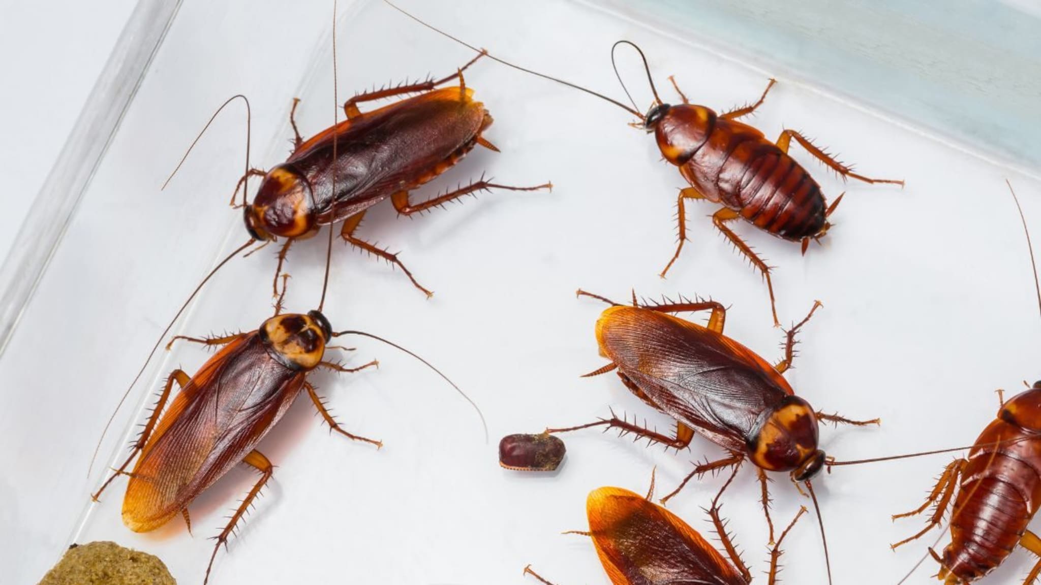 पृथ्वीवरुन कॉकरोच गायब झाले तर काय होईल? 'याने कोणाला काय फरक पडणार' असा विचार करत असाल तर तुम्ही खूप मोठी चुक करताय