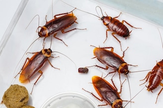 कॉकरोच गायब झाले तर? फरक पडणार नाही असा विचार करत असाल  तर खूप मोठी चुक करताय