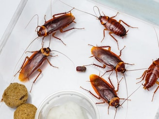 कॉकरोच गायब झाले तर? फरक पडणार नाही असा विचार करत असाल  तर खूप मोठी चुक करताय