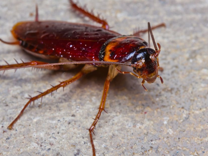बहुतेक लोकांच्या डोक्यात हा समजच बसला आहे की कॉकरोच म्हणजे घाण, अस्वच्छता आणि त्रास. म्हणून अनेकांना वाटतं की जर हे कीटक पृथ्वीवरून पूर्णपणे गायब झाले, तर जीवन आणखी सोपं होईल.