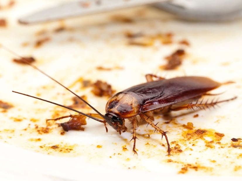 कॉकरोच नाहीसे झाले, तर त्याचा सर्वात मोठा फटका निसर्गाला, शेतीला, जमिनीच्या आरोग्याला आणि संपूर्ण फूड-चेनला बसेल. वैज्ञानिक म्हणतात की हा छोटासा कीटक पृथ्वीच्या इकोसिस्टममधील एक ‘अदृश्य हिरो’ आहे.