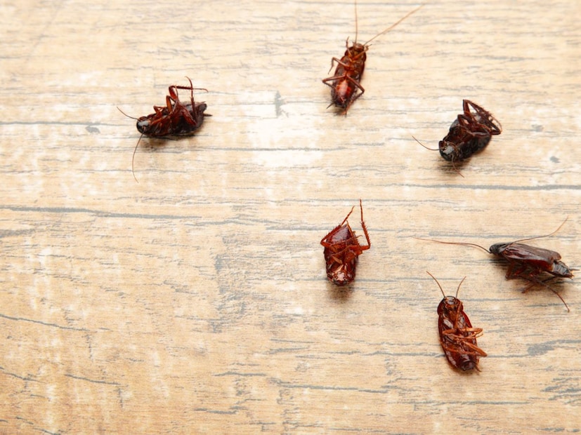 जंगलात राहणारे कॉकरोच पर्यावरणातील बदलांचे पहिले संकेत देतात, त्यांची संख्या वाढली किंवा कमी झाली तर वैज्ञानिक लगेच त्या भागात काय बदल झाले आहेत ते समजून घेतात. कॉकरोचच नसतील तर हा नैसर्गिक ‘अलार्म सिस्टम’च गायब होईल.