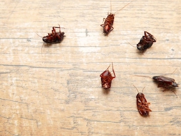 पृथ्वीवर अशी कोणती जागा आहे जिथे झुरळ नाहीत? कुठेही आढळणारे कॉकरोच कुठे ठरले फेल