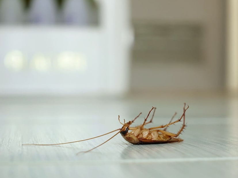 4. दूरचे पॅसिफिक महासागरीय बेटेपॅसिफिक महासागरातील पाल्मीरा एटॉल, जार्विस बेट, हाउलँड बेट अशा दूरच्या बेटांवर मानवाचा वावर खूप कमी आहे. त्यामुळे कॉकरोच अजूनही या ठिकाणी पोहोचू शकलेले नाहीत. यूएस फिश अँड वाइल्डलाइफ सर्व्हिस या बेटांवर कीटकांना रोखण्यासाठी खूप कठोर नियम पाळते.