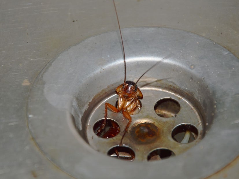 3. हिमालयातील खूप उंच शिखरेहिमालयात 6000 मीटरपेक्षा जास्त उंचीवर ऑक्सिजन खूप कमी होतो आणि तापमान नेहमी मायनसमध्ये (शून्याच्या खाली) असते. त्यामुळे कॉकरोचसाठी तेथे राहणे अत्यंत अशक्य आहे. 5300 मीटरवर असलेल्या बेस कॅम्पपर्यंतही कॉकरोच आढळत नाही.