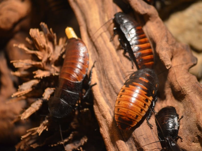 ते काय करतात?सुकलेली पानं, गळालेल्या फांद्या, सडलेली झाडं, वनस्पतींचा कचरा हे सगळं चघळून ते अतिशय छोट्या तुकड्यांमध्ये बदलतात. मग हाच कचरा परत मातीला पोषण देणाऱ्या पोषक द्रव्यांमध्ये रूपांतरित होतो.
जर कॉकरोच नाहीसे झाले तर जंगलात जैविक कचरा थर थर जमा होईल, विघटनाची प्रक्रिया मंदावेल, जमिनीची सुपीकता घटेल आणि वनव्यवस्था हळूहळू कमकुवत होऊ लागेल.
आपल्याला एक छोटा कीटक गायब झाला तर फार काही फरक पडणार नाही असे वाटते. पण निसर्गात छोट्या गोष्टींचा मोठा प्रभाव असतो.