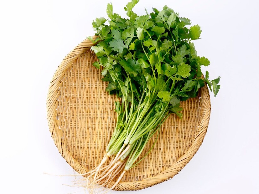 काहींना कोथिंबीरची हिरवीगार चव आणि सुगंध अप्रतिम वाटतो, यामुळे जेवण किंवा तो पदार्थ आवडीने खाण्याची इच्छा होते, तर काहींसाठी तो अनुभव अगदीच विचित्र असतो. म्हणजे लोकांना त्याचा वास आवडत नाही आणि तोंडात त्याचा पाला आला तर आणखी विचित्र वाटतं. पण हा फरक फक्त आवडी-निवडींचा नसून, त्यामागे आपल्या शरीरातील लपलेली जनुकीय रचनाही मोठी भूमिका बजावत असते.