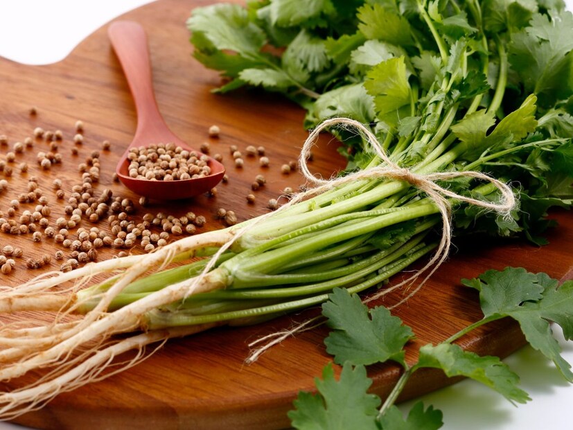 मानव विकासाच्या इतिहासाकडे पाहिले तर प्राचीन काळातील माणसं चव आणि वासावरून अन्न निवडत असत. जे पदार्थ कडू, तीव्र किंवा अज्ञात असत, त्यांना ते संभाव्य धोक्याचं चिन्ह मानत. याच कारणामुळे काही लोक नैसर्गिकरित्या धनिया, पुदीना किंवा तुळशीसारख्या तीव्र वासाच्या पानांपासून सुरुवातीला दूर राहू शकतात. मात्र वयानुसार ही चव हळूहळू आवडूही लागते.