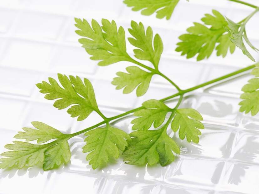 पण ही आवड-निवड फक्त जीनपुरती मर्यादित नाही. बचपनातील खाद्यसंस्कृतीही मोठी भूमिका बजावते. भारतीय, मेक्सिकन, थाई किंवा मिडल ईस्ट फूडमध्ये वाढलेल्या लोकांसाठी कोथिंबीरची चव अगदी नैसर्गिक वाटते, कारण ते लहानपणापासूनच त्याचा वापर करत आलेले असतात.