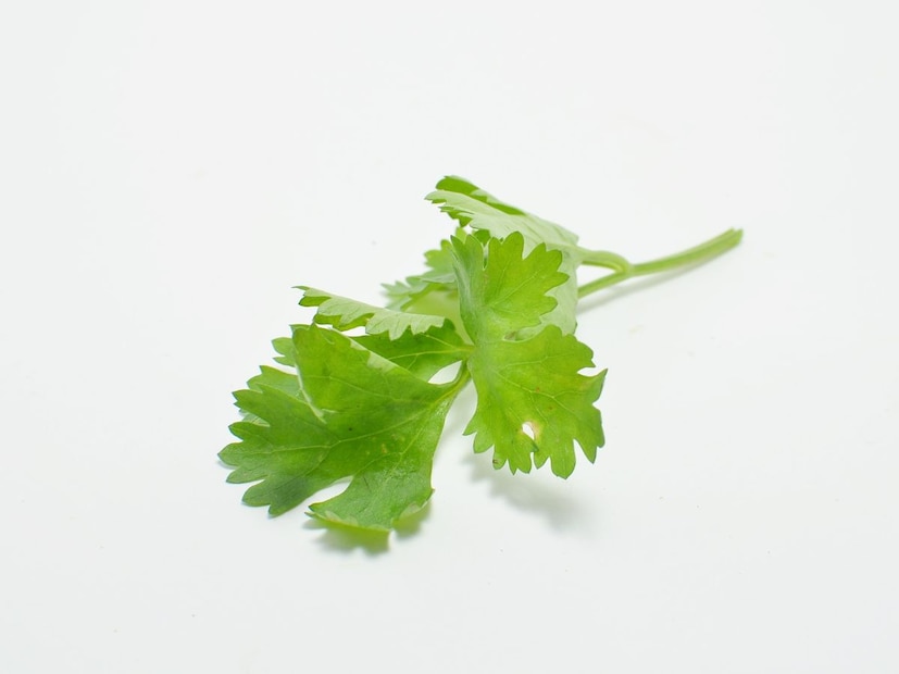 प्रत्येकाच्या खाण्यापिण्याच्या आपल्या आपल्या सवयी आणि आवडी-निवडी असतात. काही लोकांना आवर्जून एखादा पदार्थ खायला आवडतो र काही लोक एखादा पदार्थ खात नाहीत किंवा जेवणातून त्याला बाजूला ठेवतात. काहींना काही पदार्थांची एलर्जी असते. ज्यामुळे ते खात नाहीत. असाच एक पदार्थ आहे, जो तसं पाहाता आरोग्यासाठी खूप गुणकारी आहे, तरी देखील लोकांना तो खायला आवडत नाही आणि तो पदार्थ म्हणजे कोथिंबीर. प्रत्येकाच्या खाण्यापिण्याच्या आपल्या आपल्या सवयी आणि आवडी-निवडी असतात. काही लोकांना आवर्जून एखादा पदार्थ खायला आवडतो र काही लोक एखादा पदार्थ खात नाहीत किंवा जेवणातून त्याला बाजूला ठेवतात. काहींना काही पदार्थांची एलर्जी असते. ज्यामुळे ते खात नाहीत. असाच एक पदार्थ आहे, जो तसं पाहाता आरोग्यासाठी खूप गुणकारी आहे, तरी देखील लोकांना तो खायला आवडत नाही आणि तो पदार्थ म्हणजे कोथिंबीर.