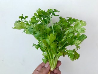 तुम्हाला कोथिंबीर आवडत नाही? सायन्सनं सांगितलं यामागचं कारण