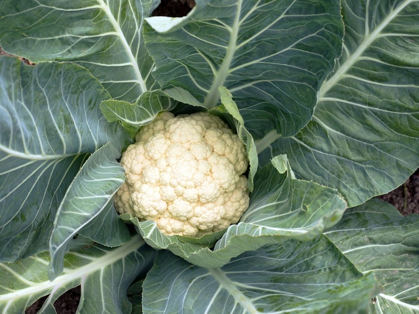 खरेदी करताना 'या' गोष्टी लक्षात ठेवाताजं फ्लॉवर नेहमी पांढरं किंवा फिकट क्रीम रंगाचं असतं. पिवळं किंवा तपकिरी दिसत असेल तर ते जुने आहे.
पानं हलक्या हिरव्या आणि फ्रेश असावीत. सुकलेली पानं असलेलं फ्लॉवर टाळा. त्यातून दुर्गंधी येत असेल तर ती भाजी खराब आहे. ताजेपणाचा हलका सुगंध असलेलं फ्लॉवर निवडा.