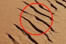 Deadly Sign : वाळूत हे निशाण दिसले तर लगेच पळून जा! मृत्यू कधीही कवटाळू शकतो