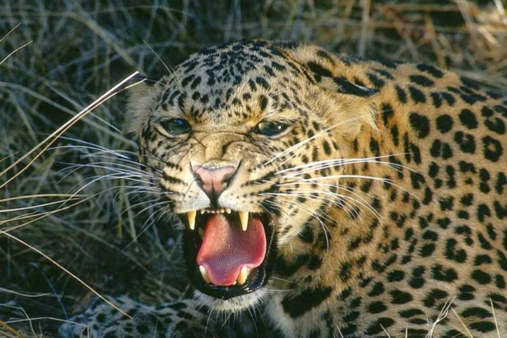 नगरमध्ये नरभक्षक बिबट्याचा वावर, आईच्या डोळ्यादेखत 5 वर्षीय चिमुकलीला उचलून नेलं