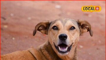 रस्त्यावरची