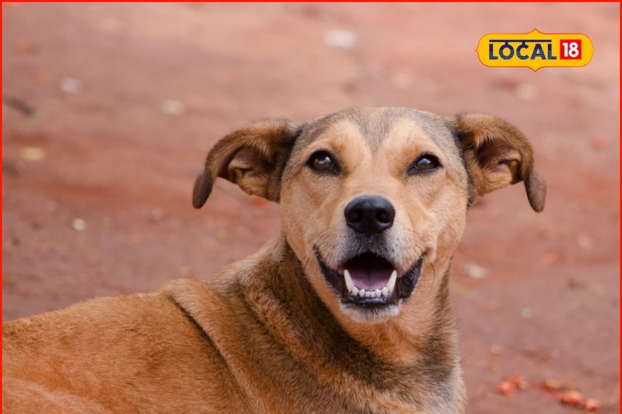 रस्त्यावरची दहशत कमी होणार, पुण्यात भटक्या कुत्र्यांसाठी प्लॅन ठरला...