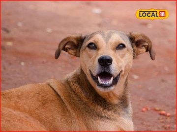 रस्त्यावरची