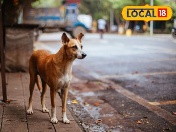 श्वानांची नसबंदी