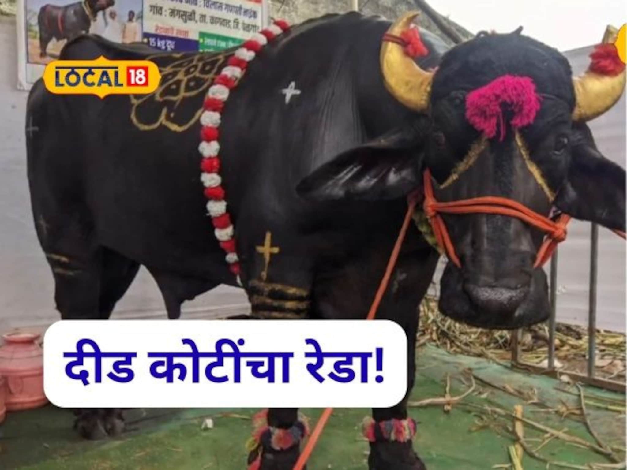 BMW पेक्षा महाग रेडा, गजेंद्रची किंमत ऐकून डोकं फिरल, खुराक अन् कमाई तर बघूच नका!