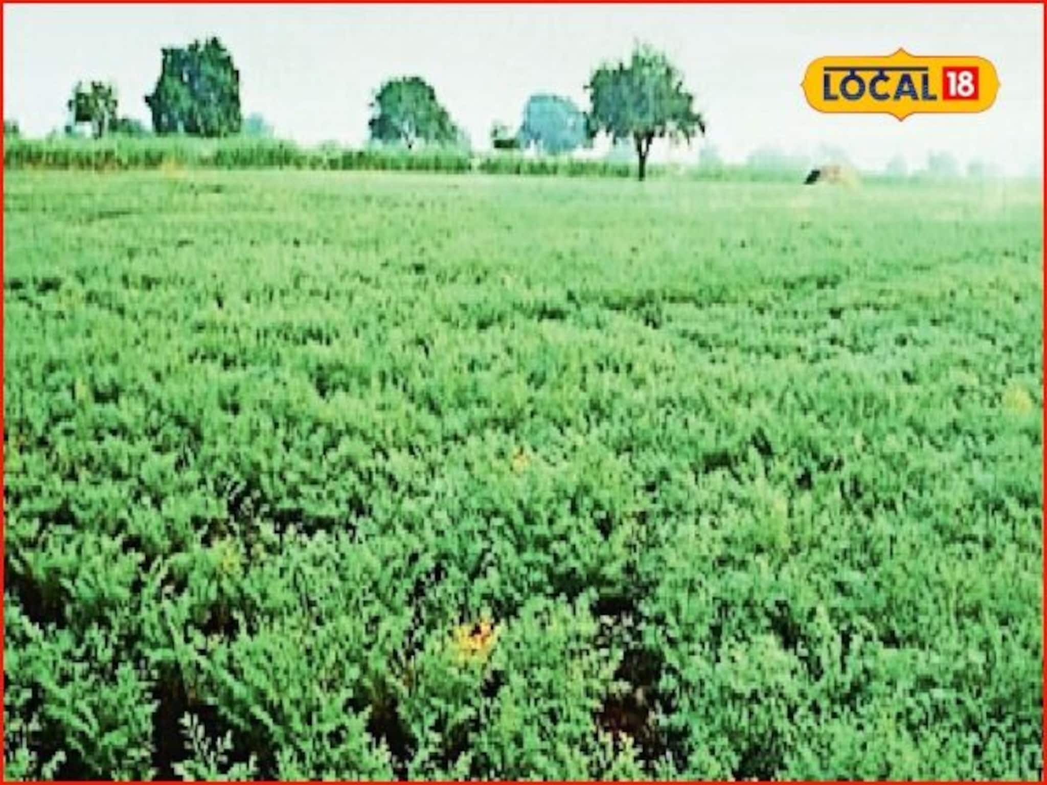 Agrcultre News : रब्बी पिकांची वाढ होईल चांगली, कोणत्या कराव्या उपाययोजना? संपूर्ण माहितीचा Video