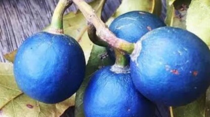 निळं फळ निळं फळ