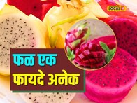 फॅट फ्री आणि भरपूर फायबर! Dragon fruit वजन कमी करण्यासाठी सर्वोत्तम