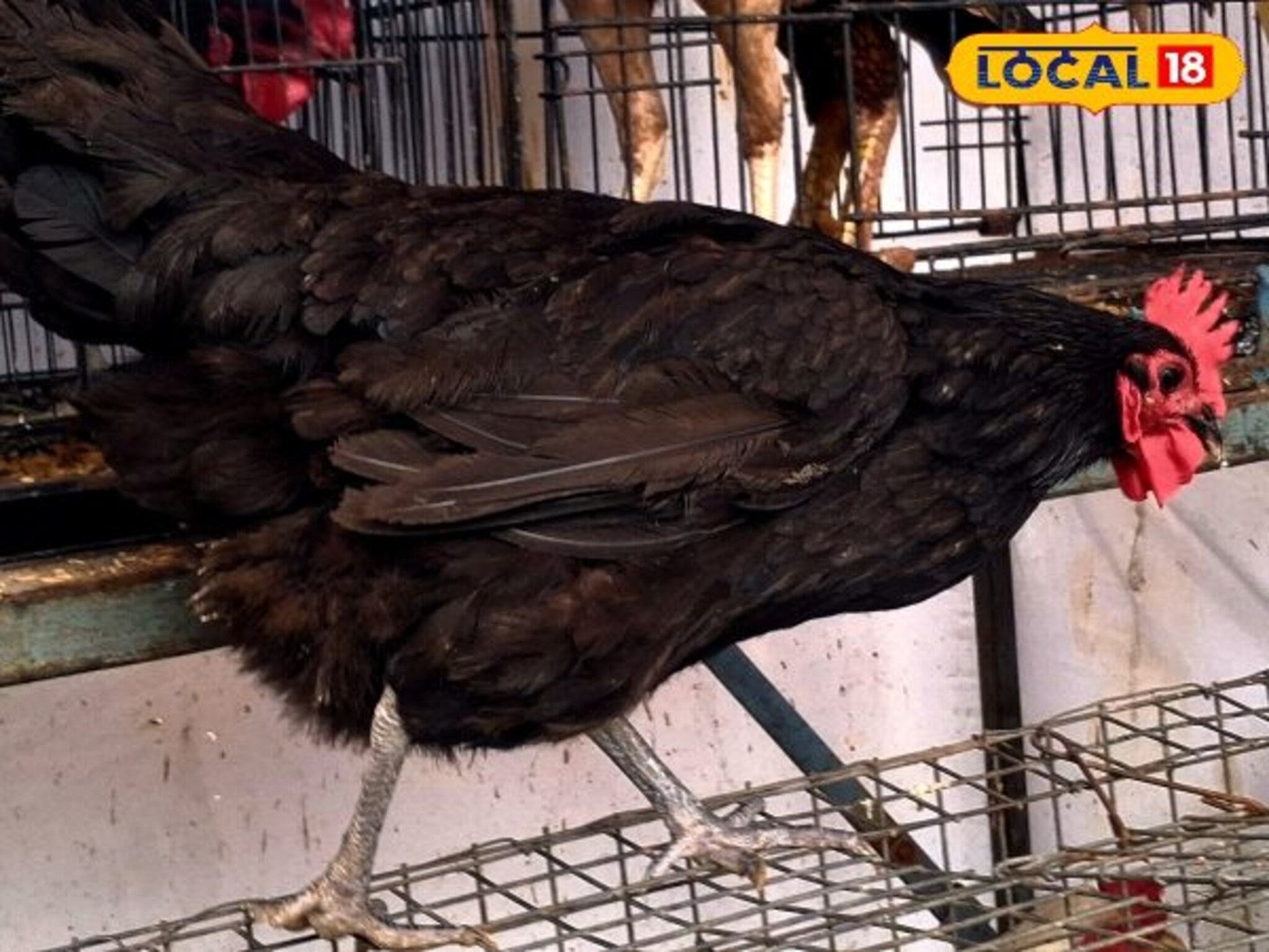 Sangli News: अबब! चक्क 300 अंडी देणारी कोंबडी, कमी खर्चात देतेय बक्कळ कमाई, शेतकऱ्यांची फेव्हरेट!