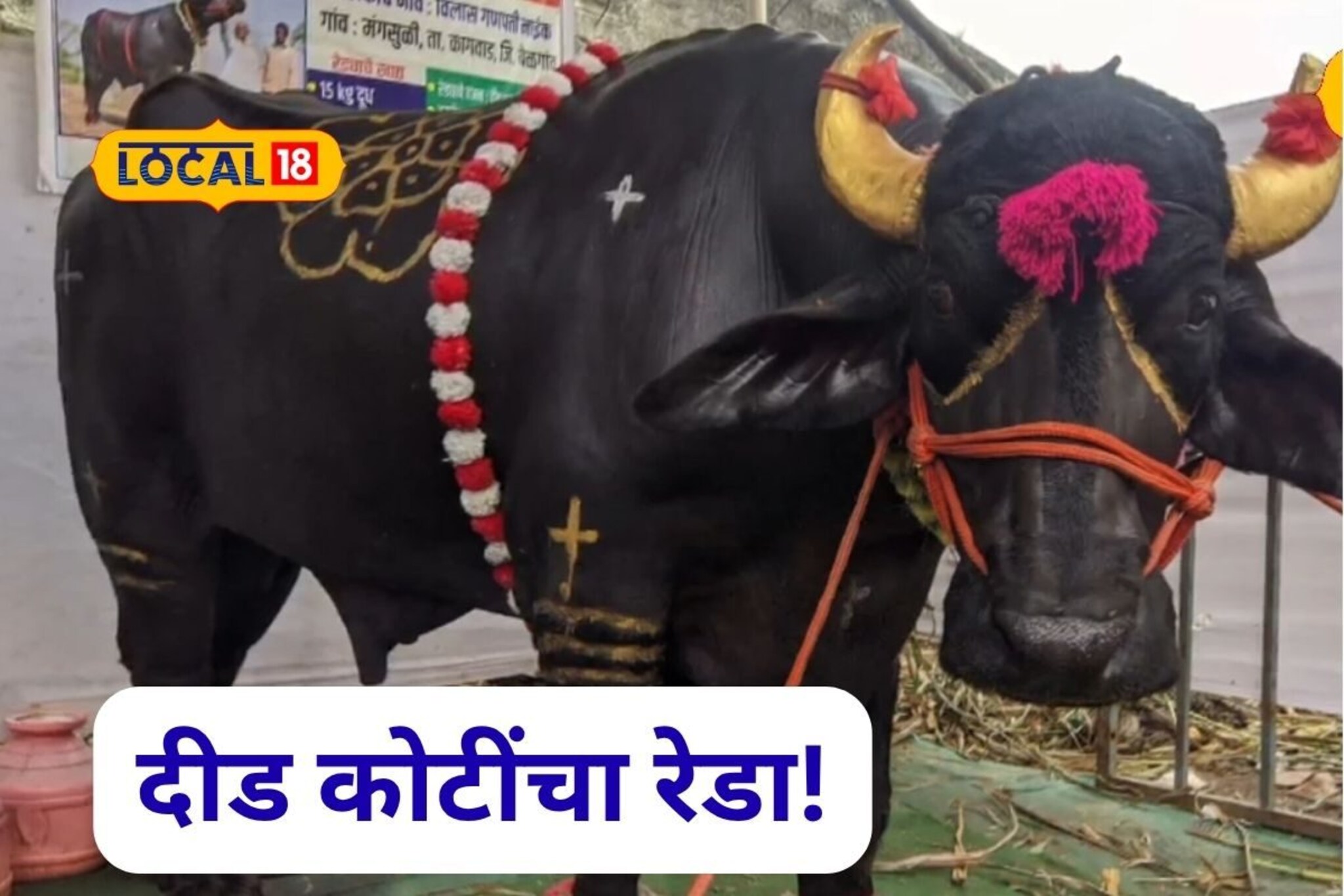 BMW पेक्षा महाग रेडा, गजेंद्रची किंमत ऐकून डोकं फिरल, खुराक अन् कमाई तर बघूच नका