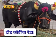 Gajendra Reda: BMW पेक्षा महाग रेडा, गजेंद्रची किंमत ऐकून डोकं फिरल, खुराक अन् कमाई तर बघूच नका!