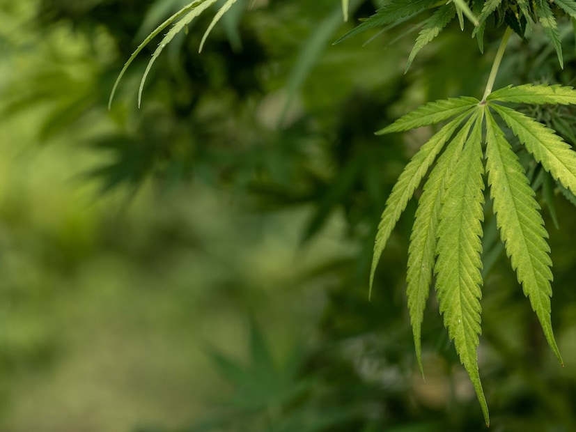 लोक कमी प्रमाणात दारू पितात, प्रयोगात लोकांनी नॉर्मलच्या तुलनेत 27% कमी दारू घेतली. हा अभ्यास 21–44 वयोगटातील 157 लोकांवर करण्यात आला, ज्यांचं दोन्ही पदार्थांवर समान अवलंबित्व होतं.