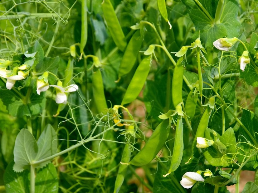 आवश्यकतेनुसार वापरा: एका वेळी लागेल तितकीच मटार फ्रीजमधून बाहेर काढा.या सोप्या पद्धतींचा अवलंब करून तुम्ही आणलेली मटार अनेक दिवसांपर्यंत सुरक्षित आणि ताजी ठेवू शकता, ज्यामुळे ते खराबही होणार नाही आणि तुम्हाला वर्षभर तिच्या गोड चवीचा आनंद घेता येईल.