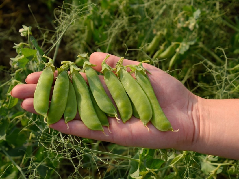 पुन्हा गोठवू नका: एकदा फ्रीजमधून बाहेर काढलेली मटार पुन्हा डीफ्रॉस्ट (Defrost) करून रिफ्रीज (Refreeze) करू नका. यामुळे मटारची चव आणि टेक्सचर (पोत) खराब होते.