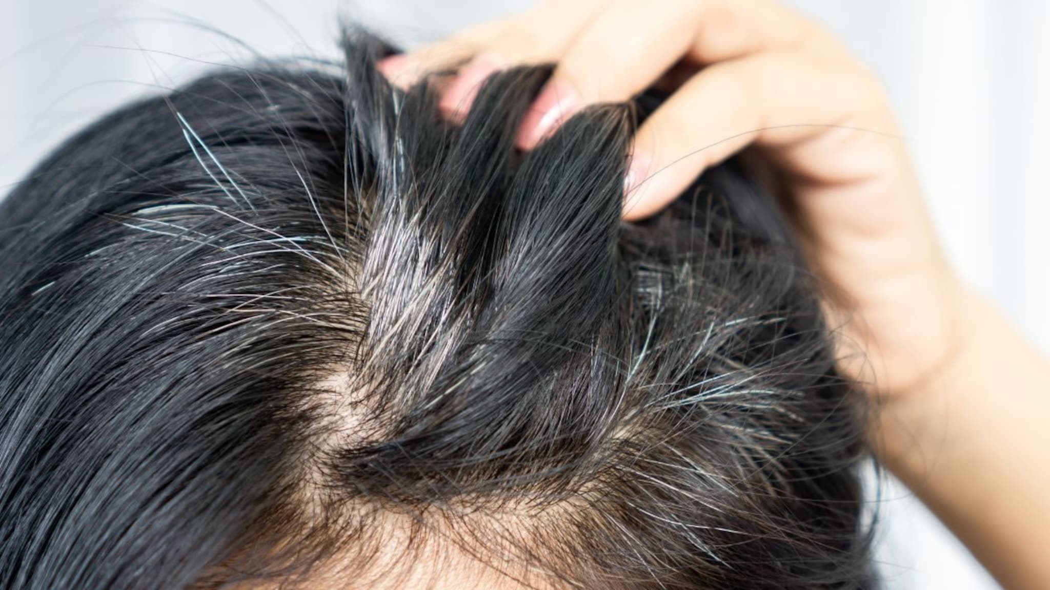 खरंच 1 पांढरा केस तोडल्याने सगळे केस पांढरेच होतात? काय आहे यामागचं सत्य?