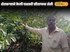 Success Story : दीड एकरात 700 झाडांची लागवड, शेतकऱ्याने केली यशस्वी सीताफळ शेती, वर्षाला लाखोंची कमाई
