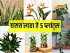 घरात शांतता आणि समृद्धी हवीय? ही पाच झाडे एकदा लावून तर पाहा, Video