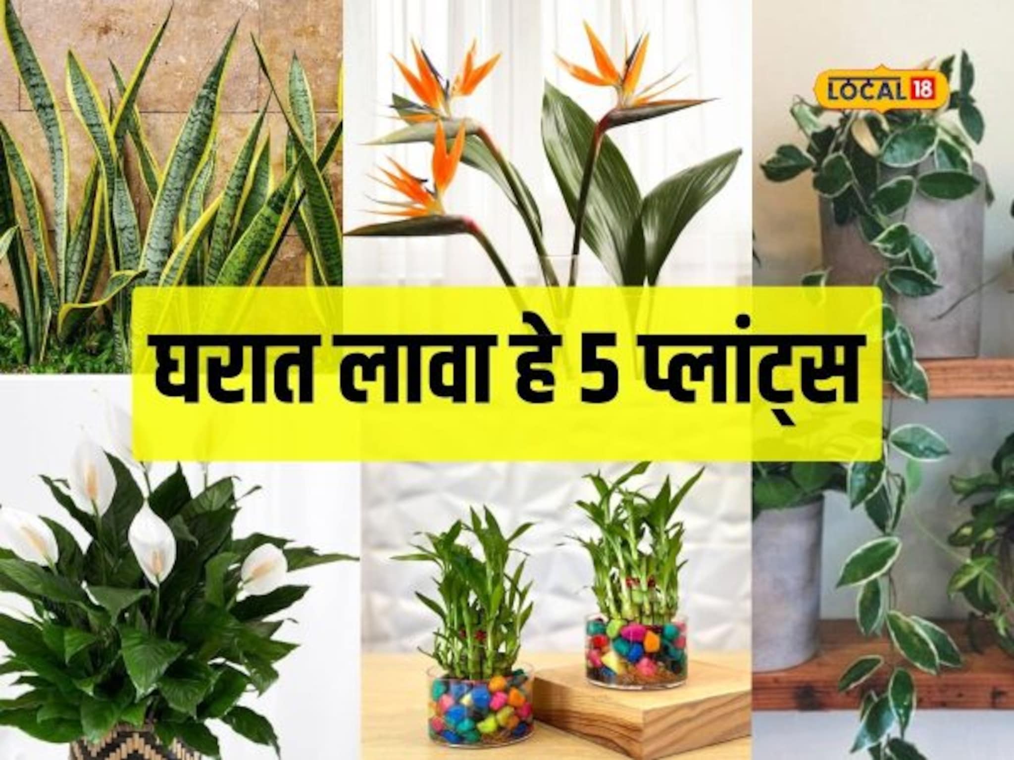 घरात शांतता आणि समृद्धी हवीय? ही पाच झाडे एकदा लावून तर पाहा, Video