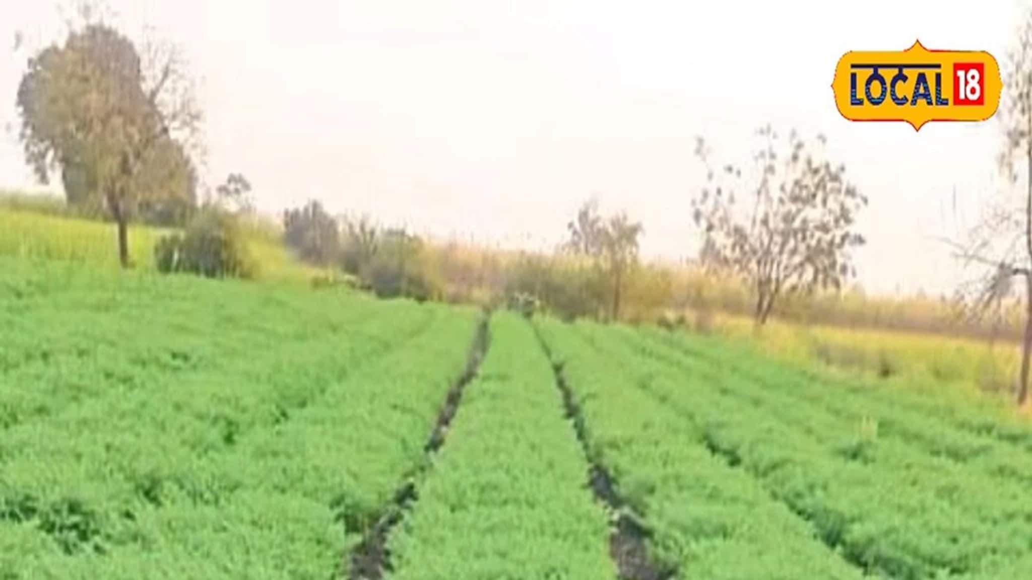 Agriculture News : शेतकऱ्यांनो हरभरा पेरणी करताय? वाणांची निवड करतांना घ्या ही काळजी, मिळेल भरघोस उत्पादन, Video	