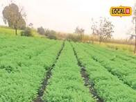 Agriculture News : शेतकऱ्यांनो हरभरा पेरणी करताय? वाणांची निवड करतांना घ्या ही काळजी, मिळेल भरघोस उत्पादन, Video	