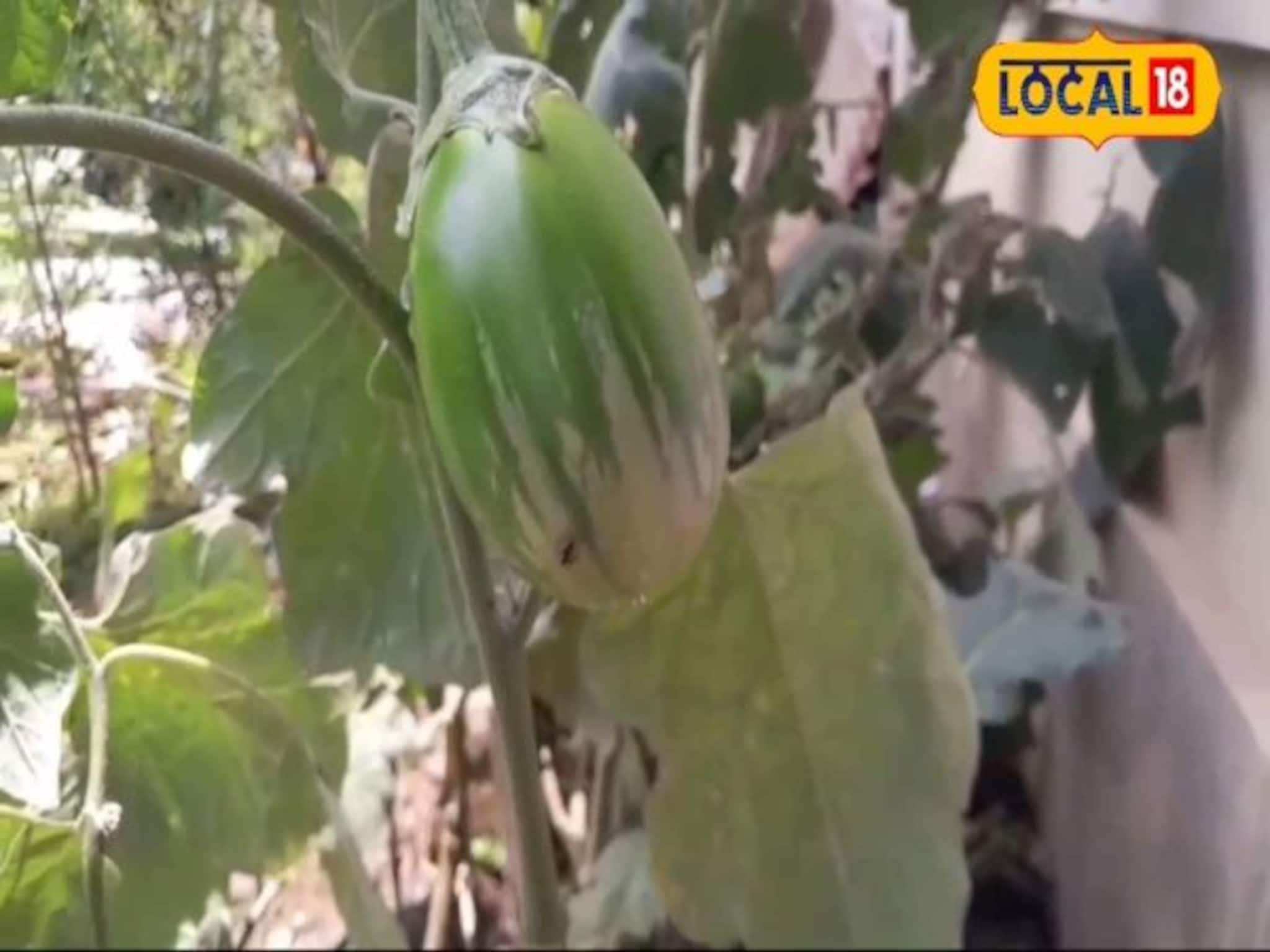 महाराष्ट्रातील या गावाची ओळख म्हणजे वांग्याचं गाव, यामागची कहाणी काय, जाणून घ्या, Location