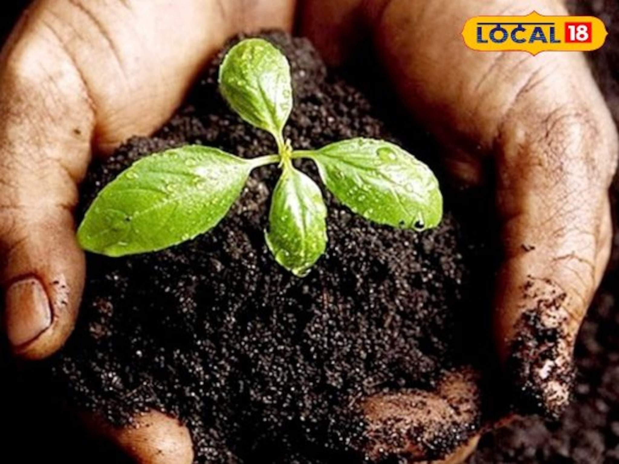 Agriculture News : शेतीला मिळेल नवसंजीवनी, माती सुधारण्यासाठी करा हे 3 नैसर्गिक उपाय, कृषी तज्ज्ञांचा सल्ला