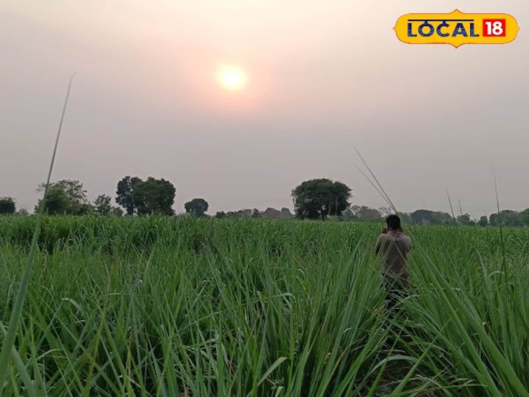 ना खत, ना औषध! फक्त नैसर्गिक साहित्यातून होतेय १०० टक्के यशस्वी शेती; 'झिरो बजेट' शेतीचा फॉर्म्युला काय? Video ना खत, ना औषध! फक्त नैसर्गिक साहित्यातून होतेय १०० टक्के यशस्वी शेती; 'झिरो बजेट' शेतीचा फॉर्म्युला काय? Video