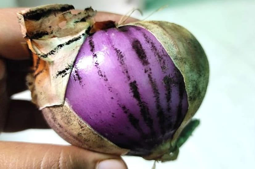 डाग आणि काळे ठिपके तपासा: कांद्यावर काळे डाग किंवा बुरशी अजिबात नसावी. काळे ठिपके म्हणजे कांद्यामध्ये बुरशीजन्य संसर्ग सुरू झाला आहे. असा कांदा इतर चांगल्या कांद्यांनाही खराब करू शकतो.