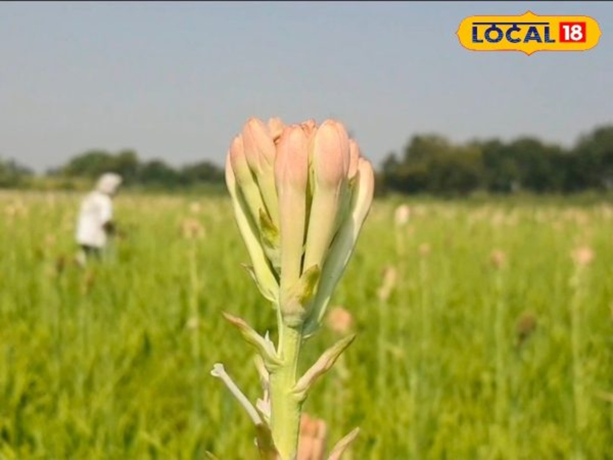 तरुण शेतकऱ्याने तीन एकरात फुलवली गुलछडीची शेती, शेतीतून महिन्याकाठी कमावतो लाखो रूपये