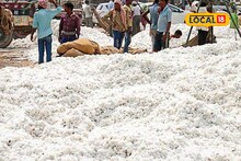 शेतकऱ्यांसाठी गूड न्यूज, CCI मार्फत हमीभावाने कापसाची खरेदी सुरू, जालन्यात काय मिळाला भाव?