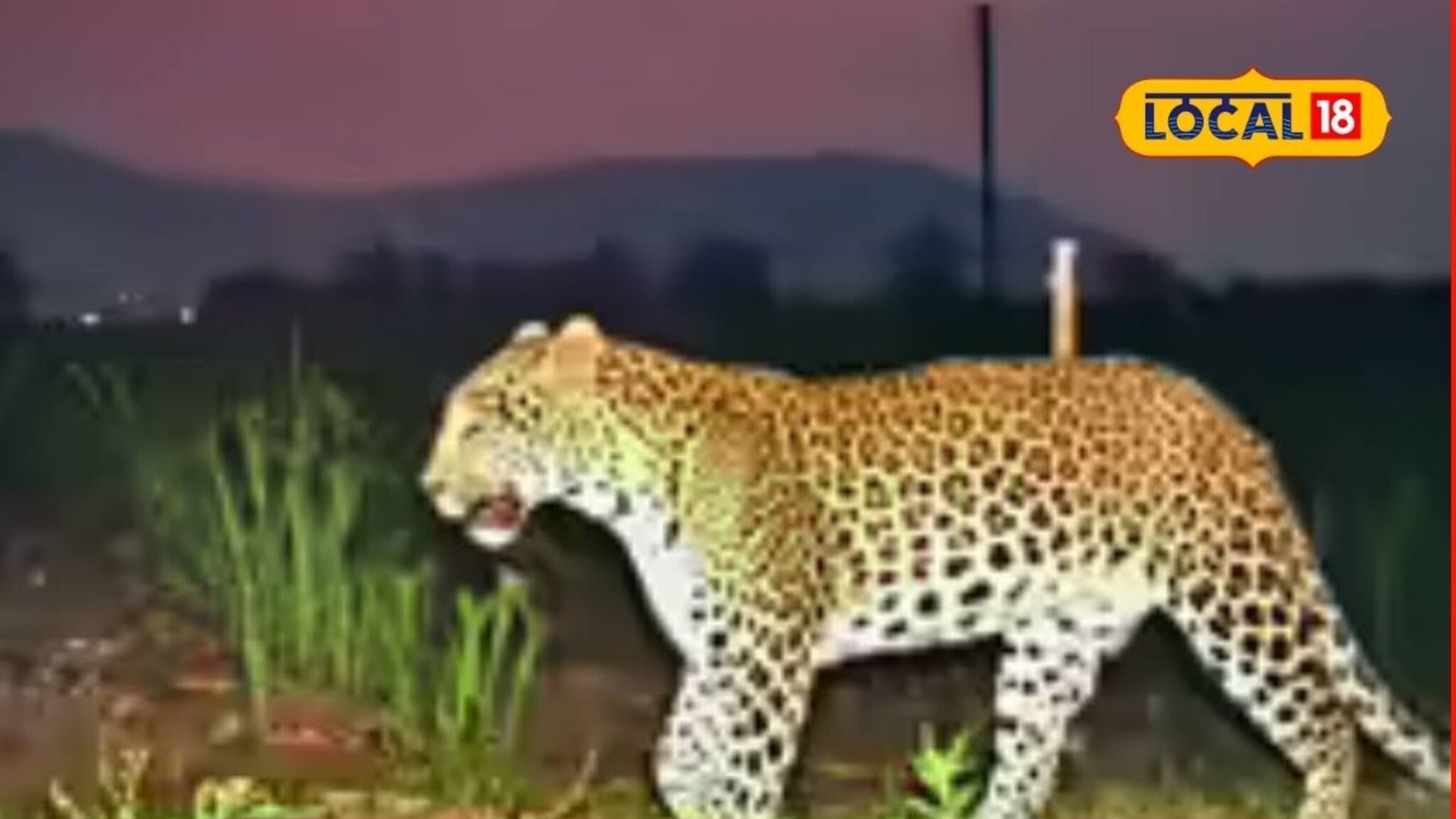 बिबट्या समोर आला तर काय कराल? असं करा संरक्षण, वनविभागाने दिल्या सुचना